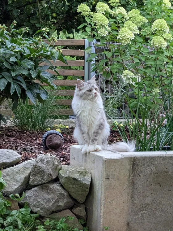 Unsere Katze sitzt im Garten auf einer Mauer